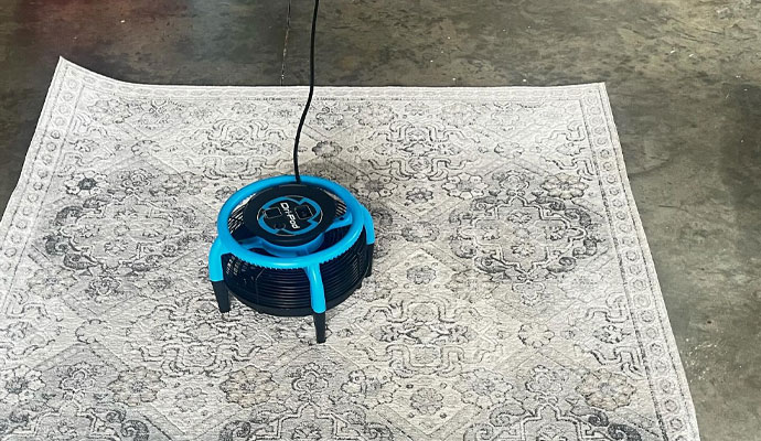 professional area rug cleaning