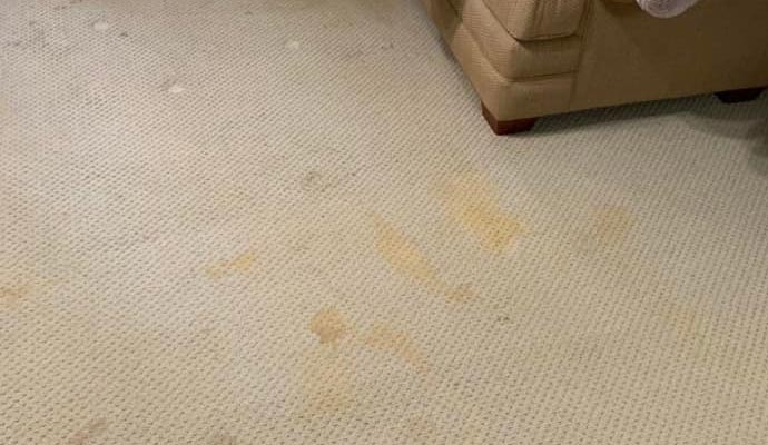 Visible bleach spot on carpet