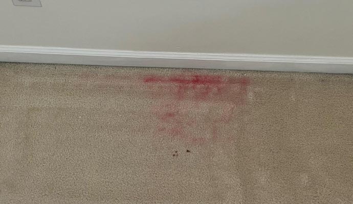 Professional Carpet Discoloration Repair in Charlotte