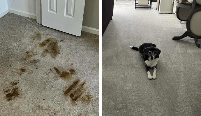 Collage of pet stained carpet and pet on a clean carpet