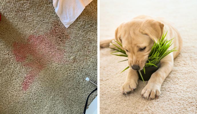 Collage of stain and pet on carpet