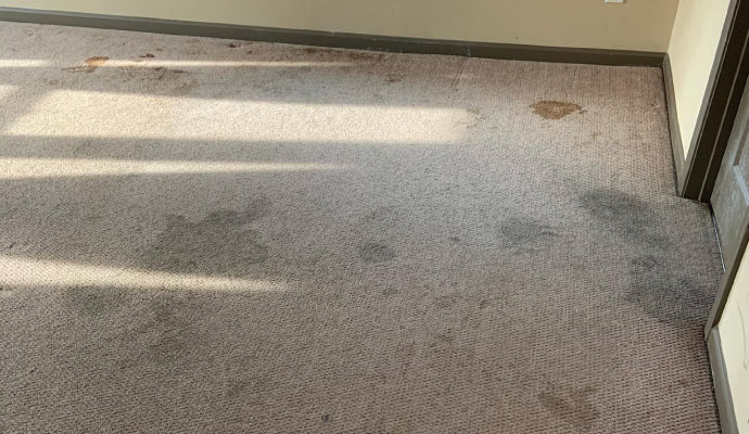 Mold on the carpet