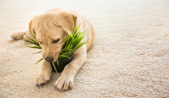 Pet sitting on clean carpet